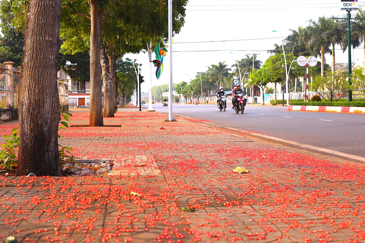 Giữa tháng 2, hàng trăm cây lộc vực trồng trên vỉa hè ở các công viên, tuyến đường trung tâm thị trấn Ngãi Giao và xã Kim Long (huyện Châu Đức), đồng loạt trổ bông đỏ rực.