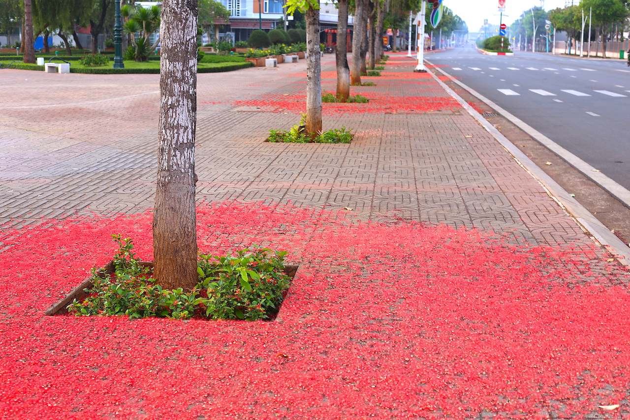 Những bông hoa lộc vừng nhỏ li ti bung nở, rơi xuống gốc dệt thành tấm thảm nhung đỏ bao phủ một khoảng rộng vỉa hè trông rực rỡ.