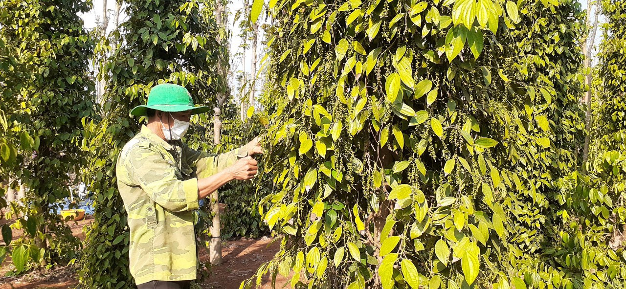 Ông Nguyễn Vân Sơn (xã Bình Trung) được bác sĩ khám tổng quát tại ngày hội.