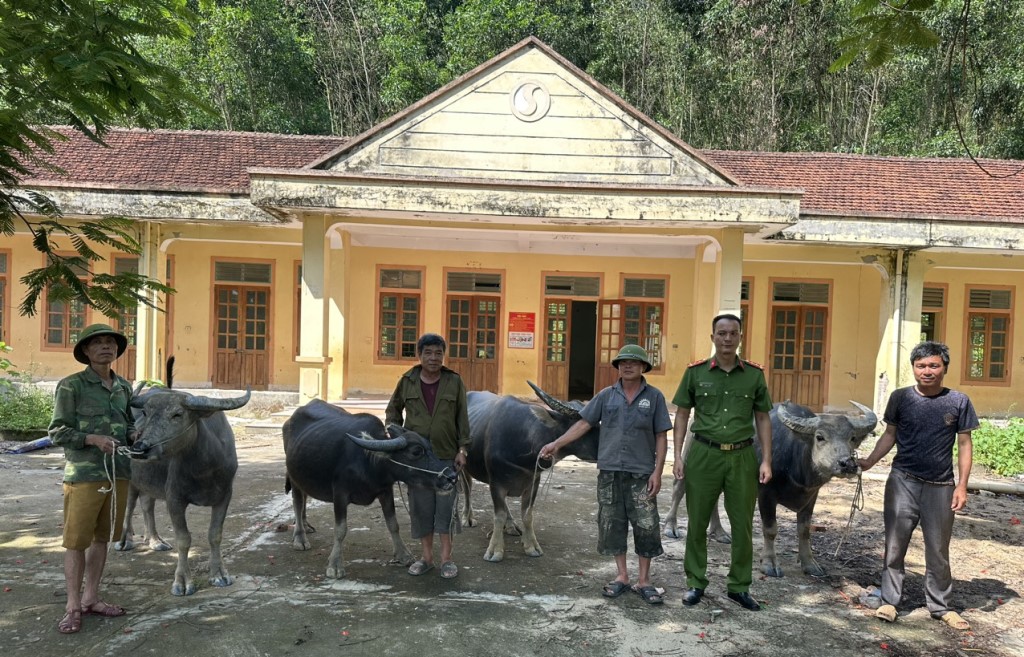 Công an huyện Quỳ Châu tiến hành trao trả trâu cho người dân 