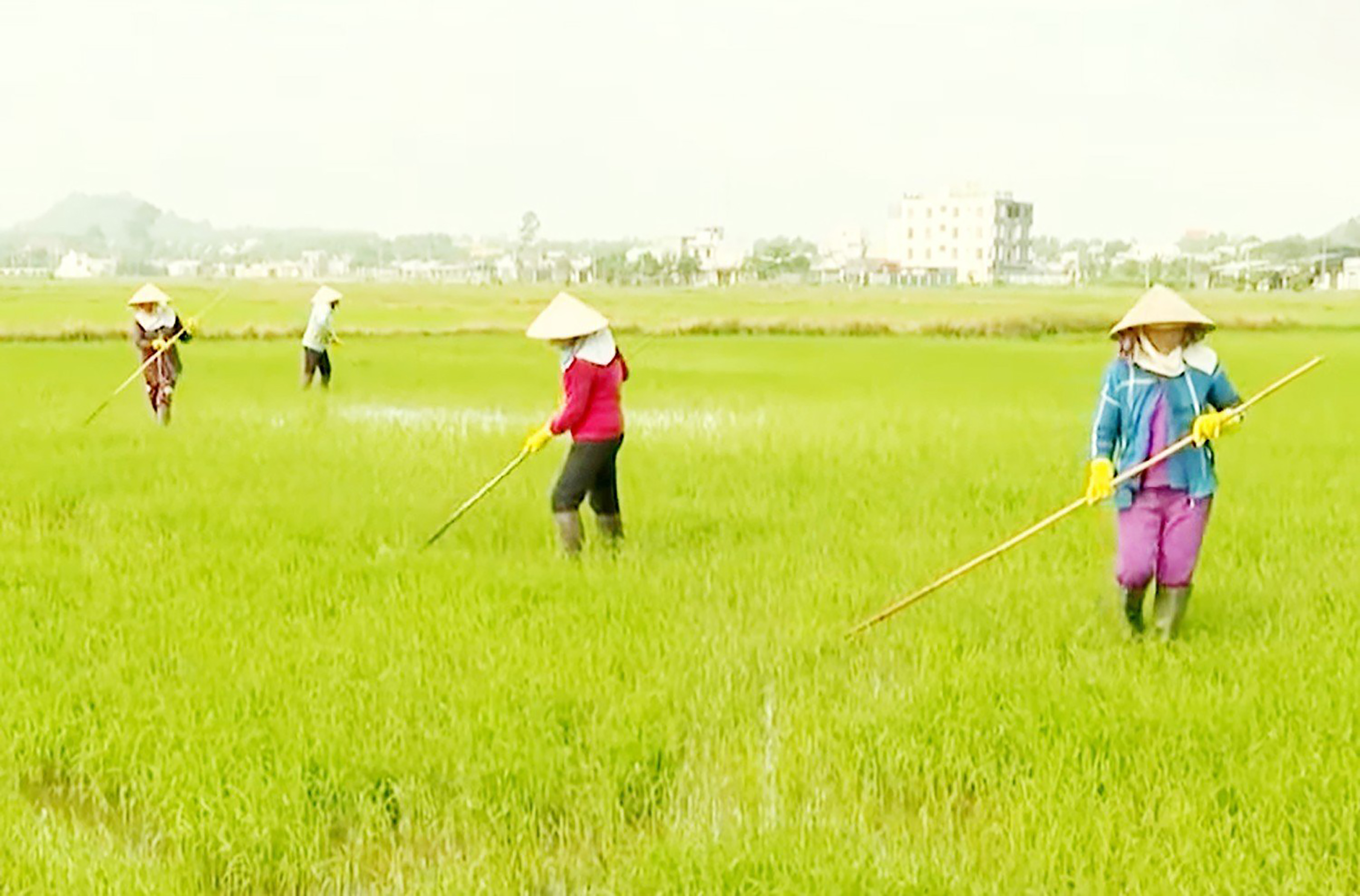 Nông dân xã An Nhứt, huyện Long Điền dặm lại những khu vực lúa giống bị trôi do mưa.