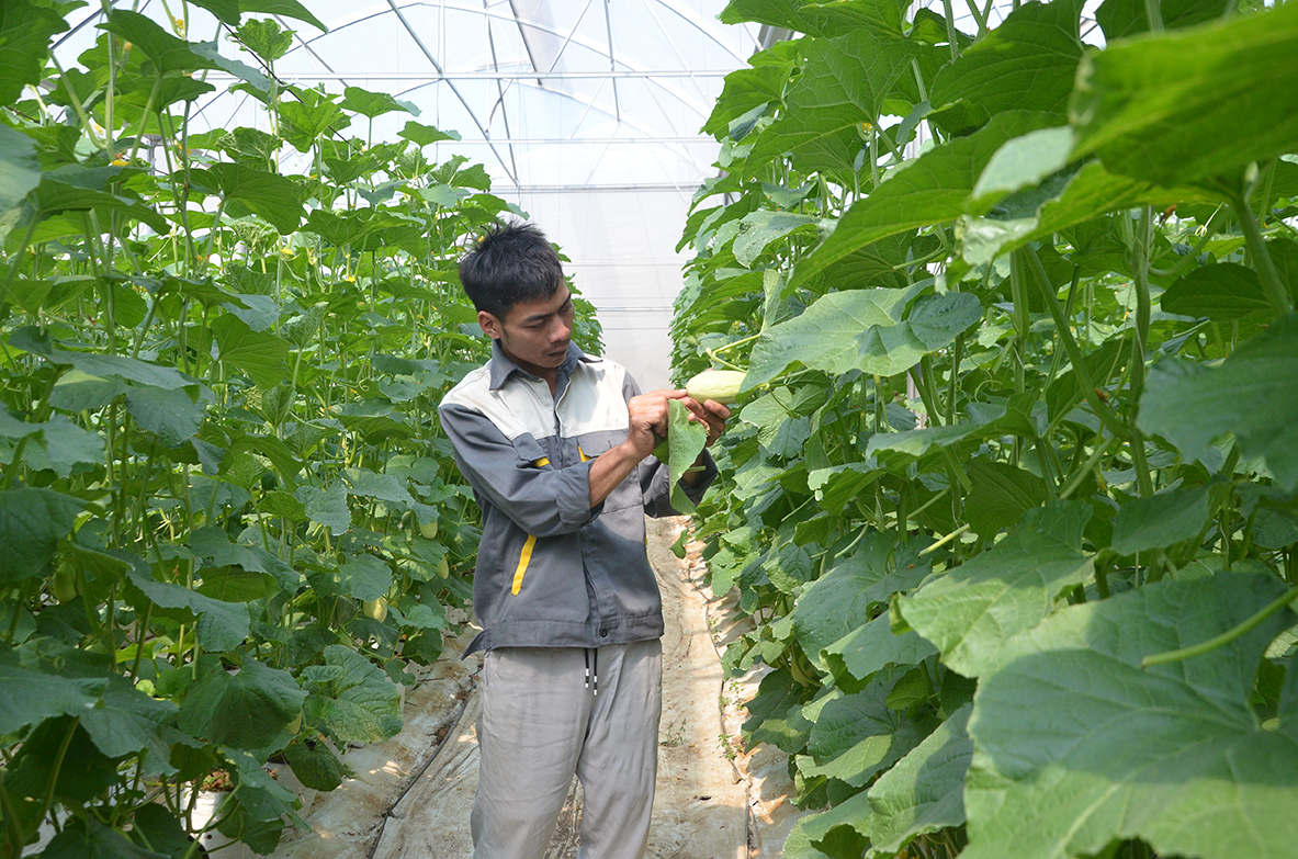 Mô hình trồng dưa lưới trong nhà màng tại huyện Đất Đỏ đem lại lợi nhuận cao.