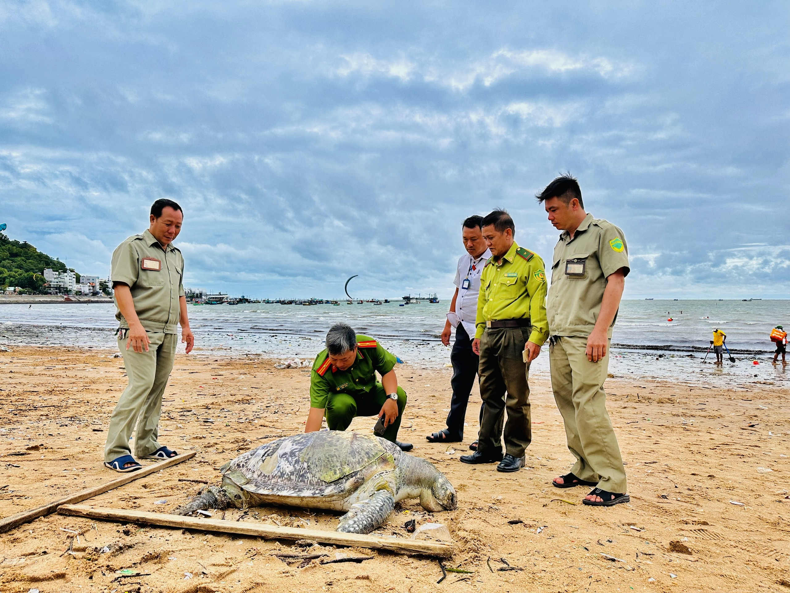 Lực lượng chức năng có mặt tại hiện trường lập biên bản sự việc rùa biển chết trôi dạt vào biển Vũng Tàu