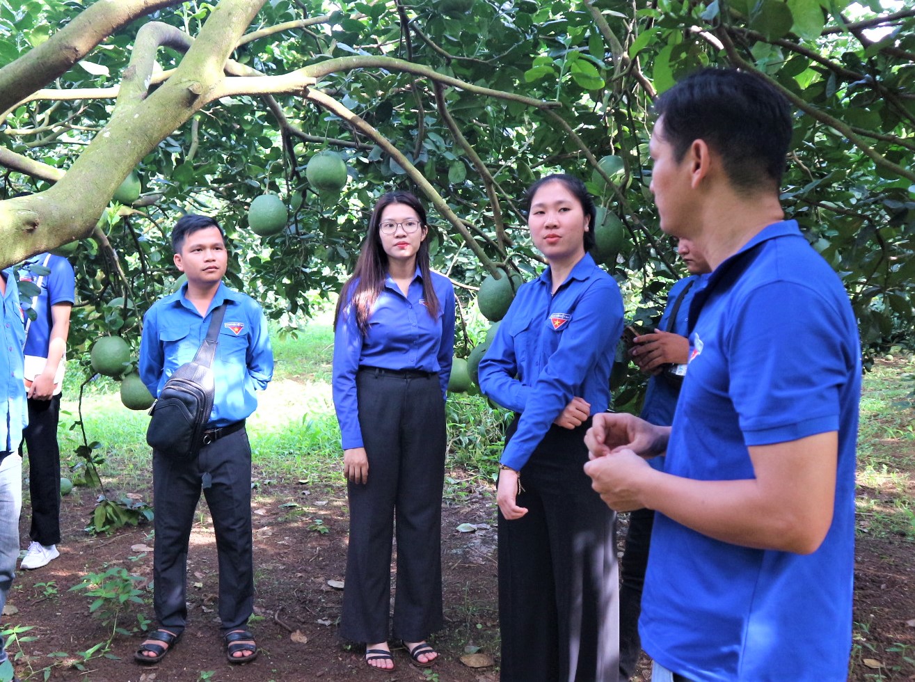 Cán bộ Đoàn tham gia học tập, trao đổi kinh nghiệm tại Hợp tác xã bưởi da xanh Hắc Dịch (TX.Phú Mỹ).