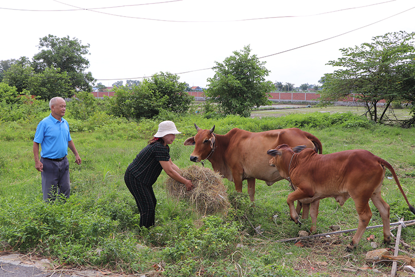 Nhờ sự hỗ trợ của MTTQ và chính quyền địa phương, bà Nguyễn Thị Loan (thôn Tân Lễ A, xã Châu Pha, TX.Phú Mỹ) đã ổn định cuộc sống, vươn lên thoát nghèo.