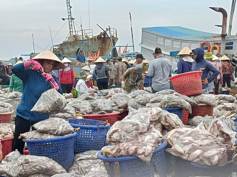 Hải sản vừa cập bến ở cảng Tân Phước (xã Phước Tỉnh, huyện Long Điền).