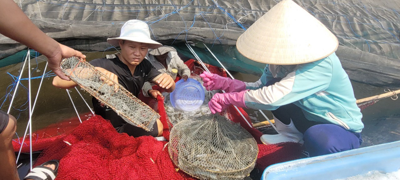 Nông dân HTX Chợ Bến (huyện Long Điền) thu hoạch tôm.
