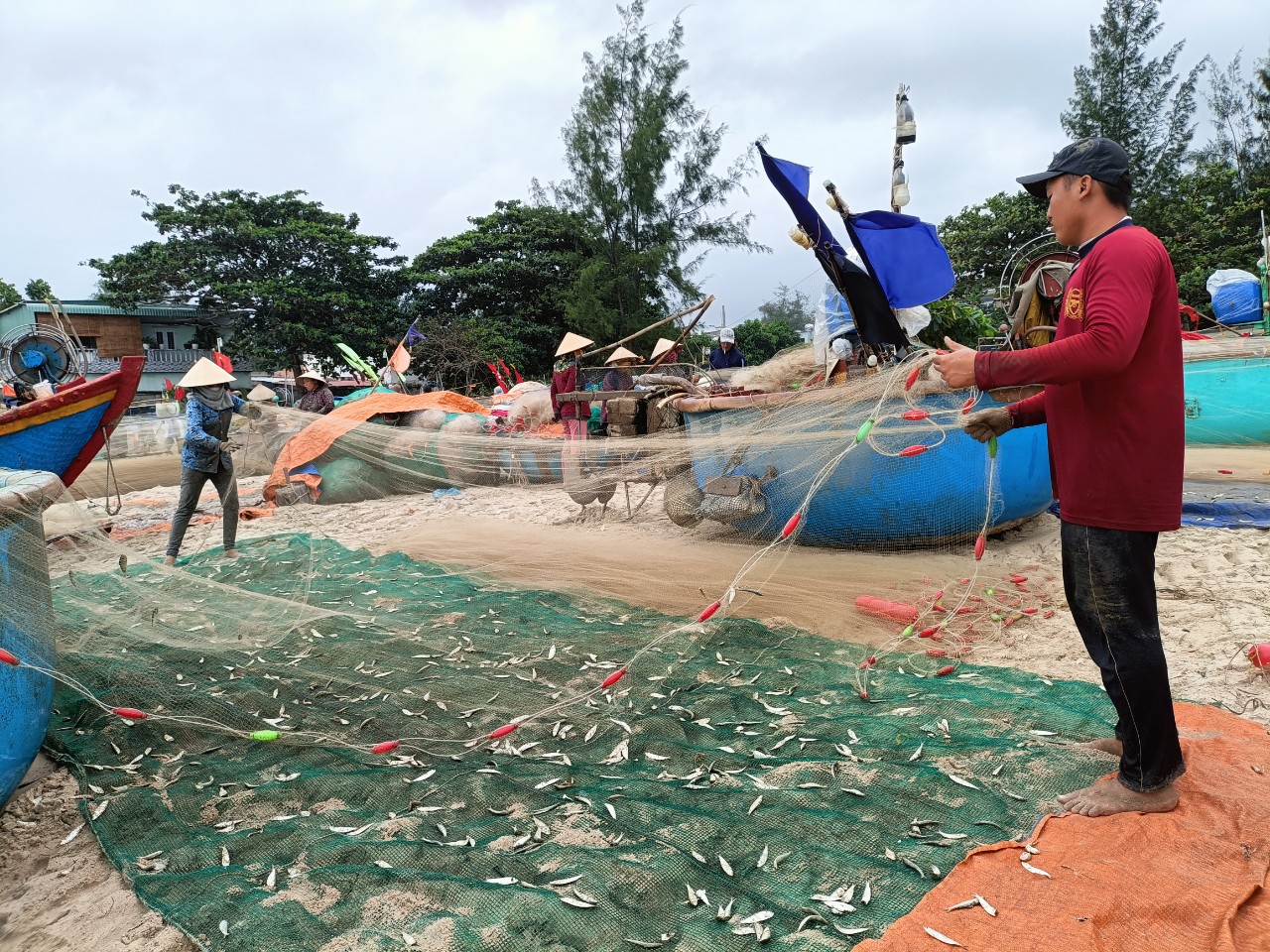 Cá trích là một trong những đặc sản của Long Hải, làm nên thương hiệu của sở Năm Cường. Trong ảnh: Ngư dân TT.Long Hải (huyện Long Điền)  thu hoạch cá trích.