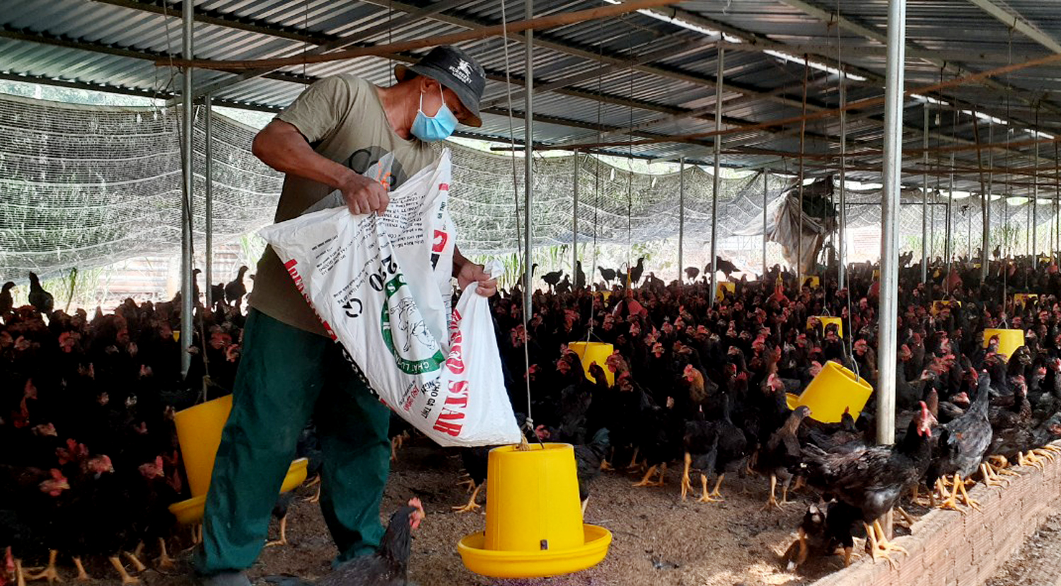 Chăn nuôi gà tại trang trại của nông hộ tại xã Bình Ba, huyện Châu Đức.