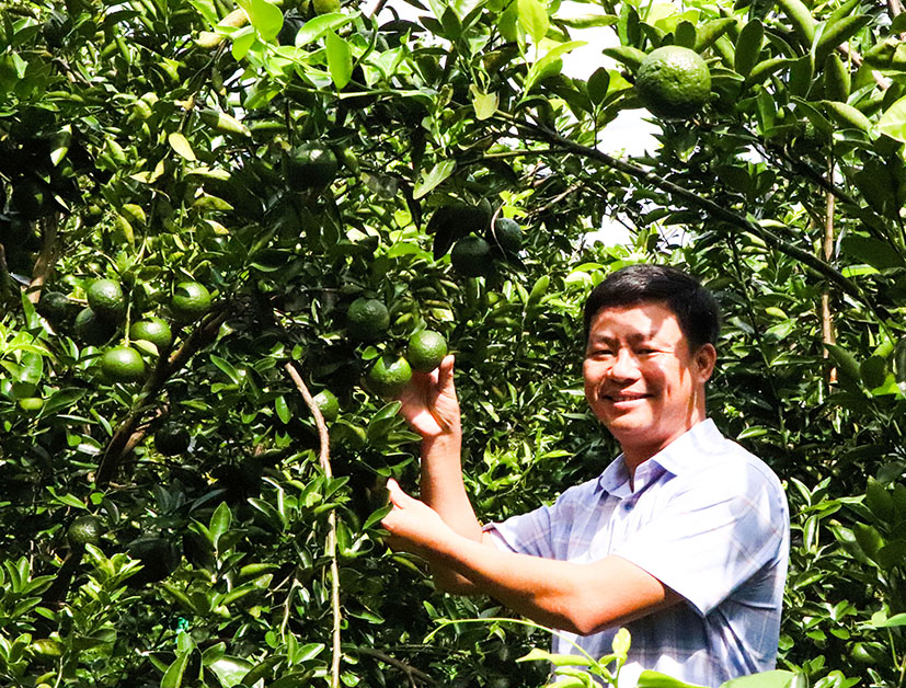 Do thời tiết thuận lợi nên vụ cam năm nay của nông dân Nguyễn Văn Công (thôn 2, xã Suối Rao) cho trái đẹp, đạt chất lượng.