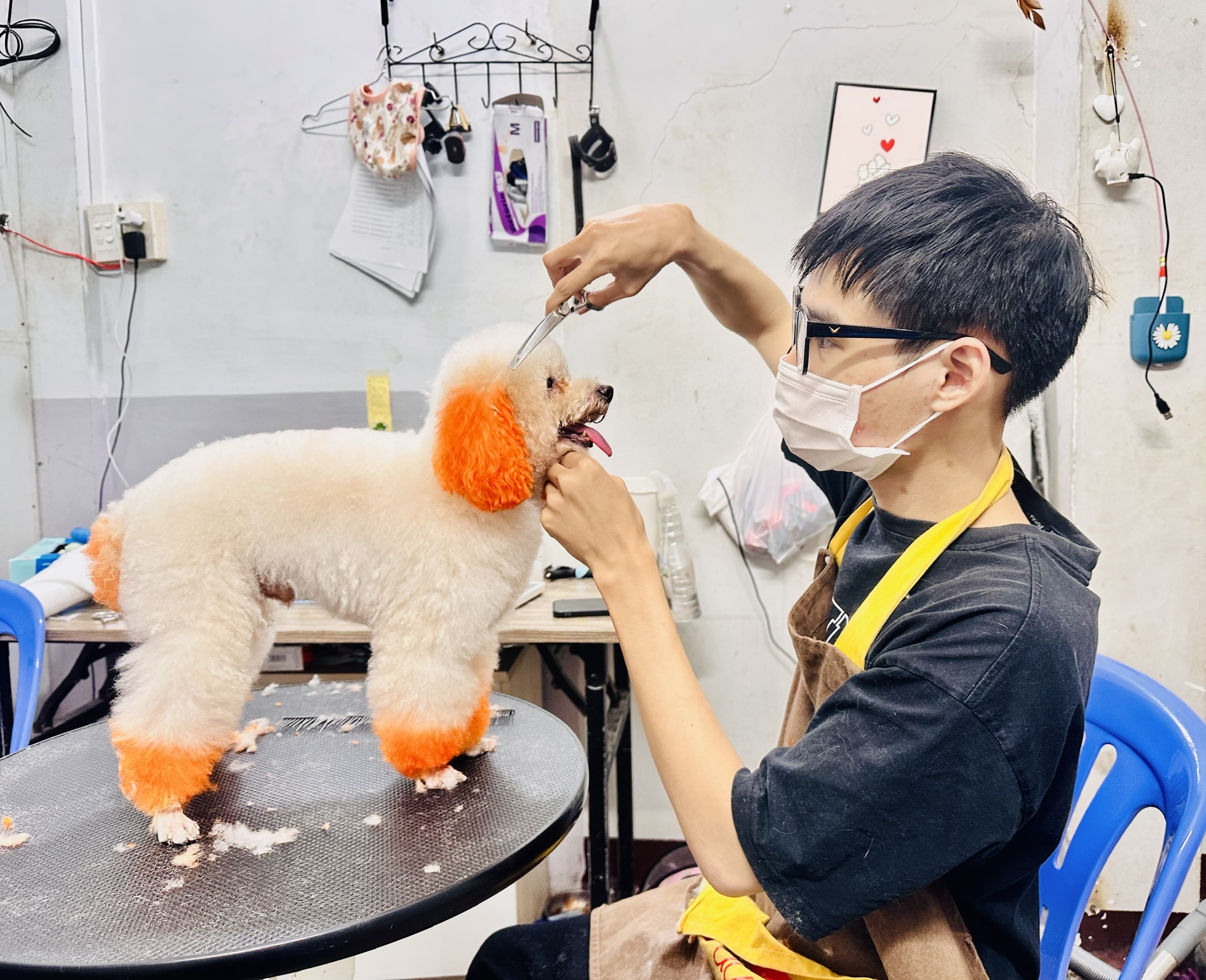 Anh Phạm Minh Đức cắt lông, nhuộm lông cho chú cho Poodle tại cơ sở chăm sóc thú cưng 43 Lê Lợi (TP.Vũng Tàu).