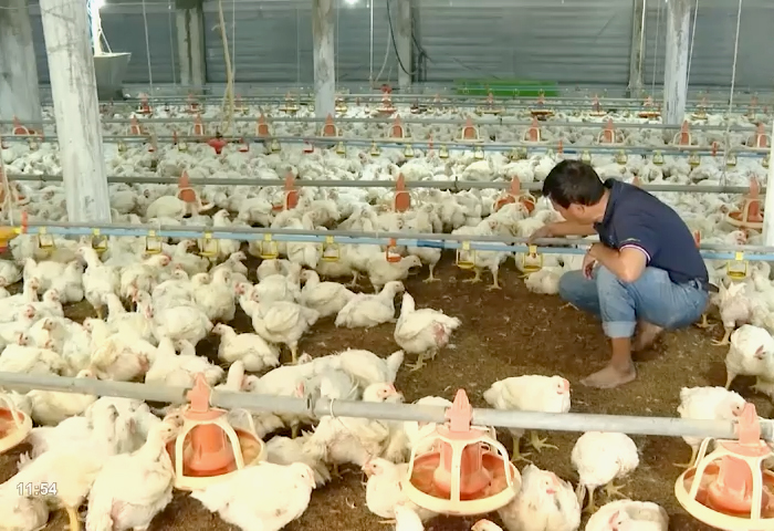 Chăm sóc gà tại HTX chăn nuôi gà công nghệ cao Long Thành Phát (huyện Châu Đức).
