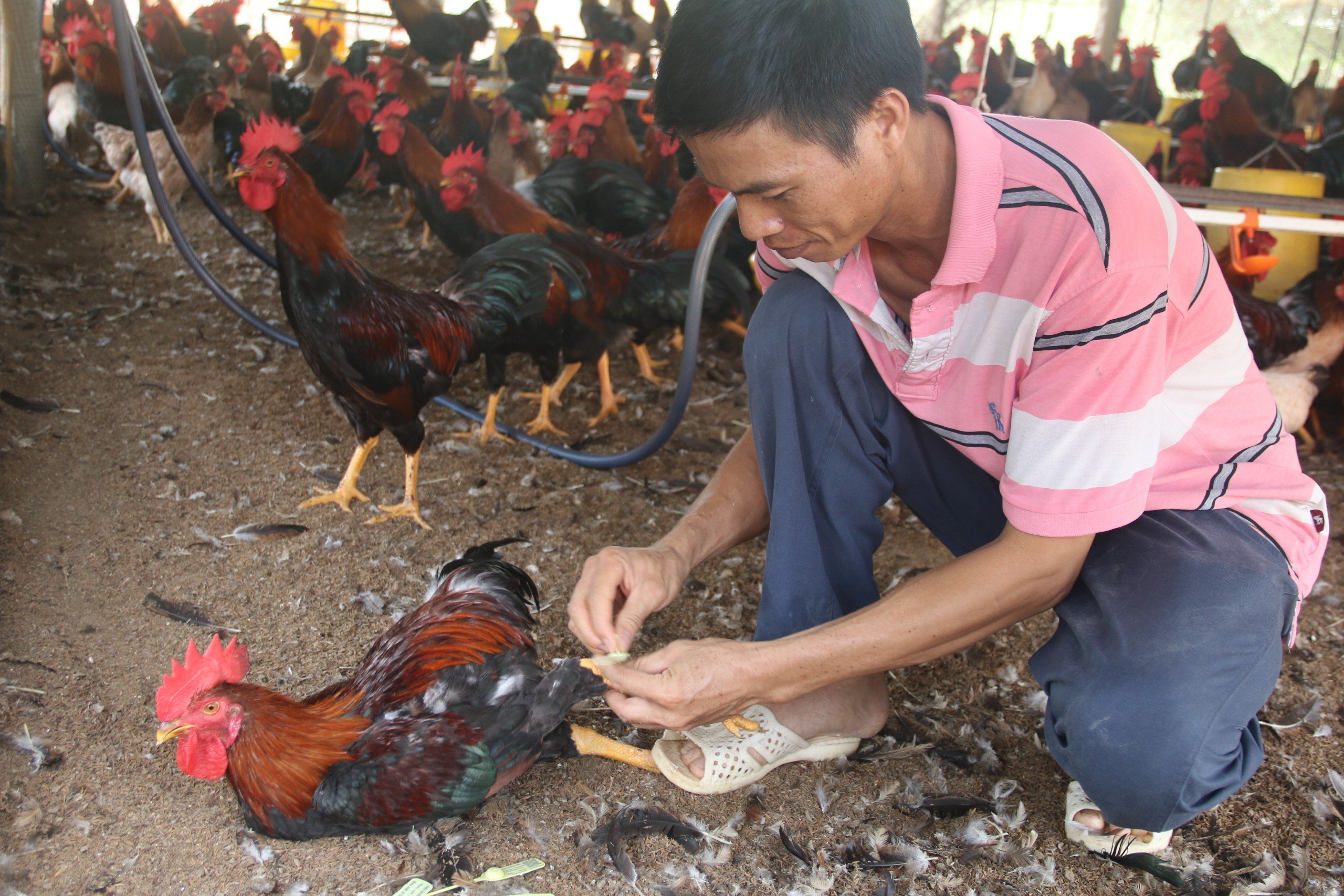 Gắn thẻ truy xuất nguồn gốc cho gà ri  tại trang trại gà của ông Lý Trung Vân, xã Suối Rao, huyện Châu Đức.