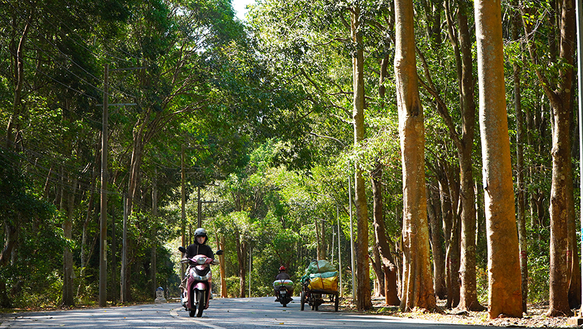 Con đường Xuân Sơn - Đá Bạc uốn lượn chạy xuyên cánh rừng với những hàng cây to lớn thẳng tắp tạo nên khung cảnh nên thơ.