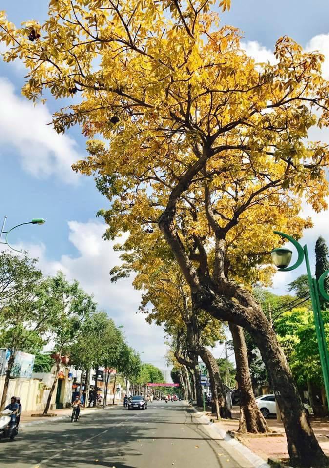 Hàng cây mủ trôm màu vàng rộm  trước cổng bệnh viện Lê Lợi cũ.