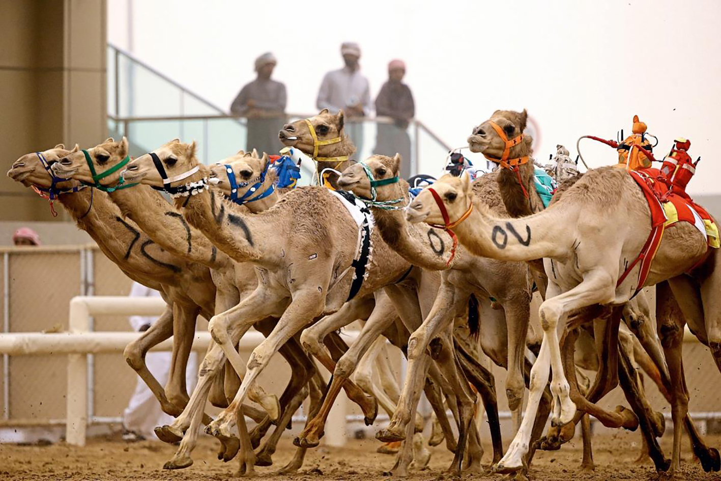 Đua lạc đà là thú vui giải trí thú vị ở Qata.