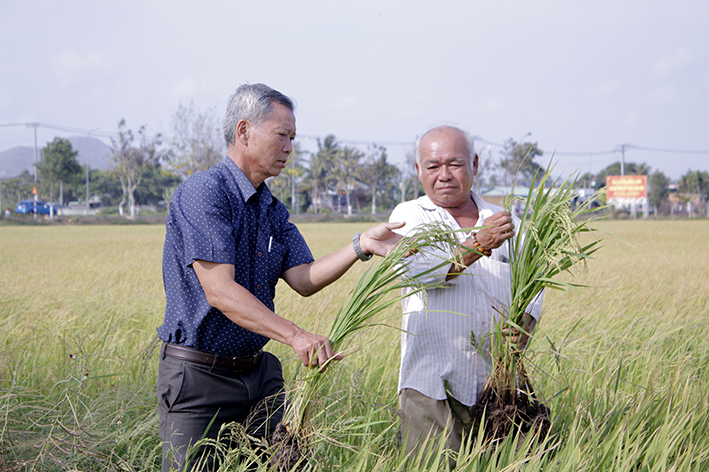Dù không còn là 1 trong 4 trụ cột kinh tế của tỉnh, nhưng NNDUCNC vẫn là xu thế tất yếu trong sản xuất nông nghiệp hiện đại. Trong ảnh: Nông dân xã An Nhứt, huyện Long Điền sản xuất lúa theo hướng VietGAP.