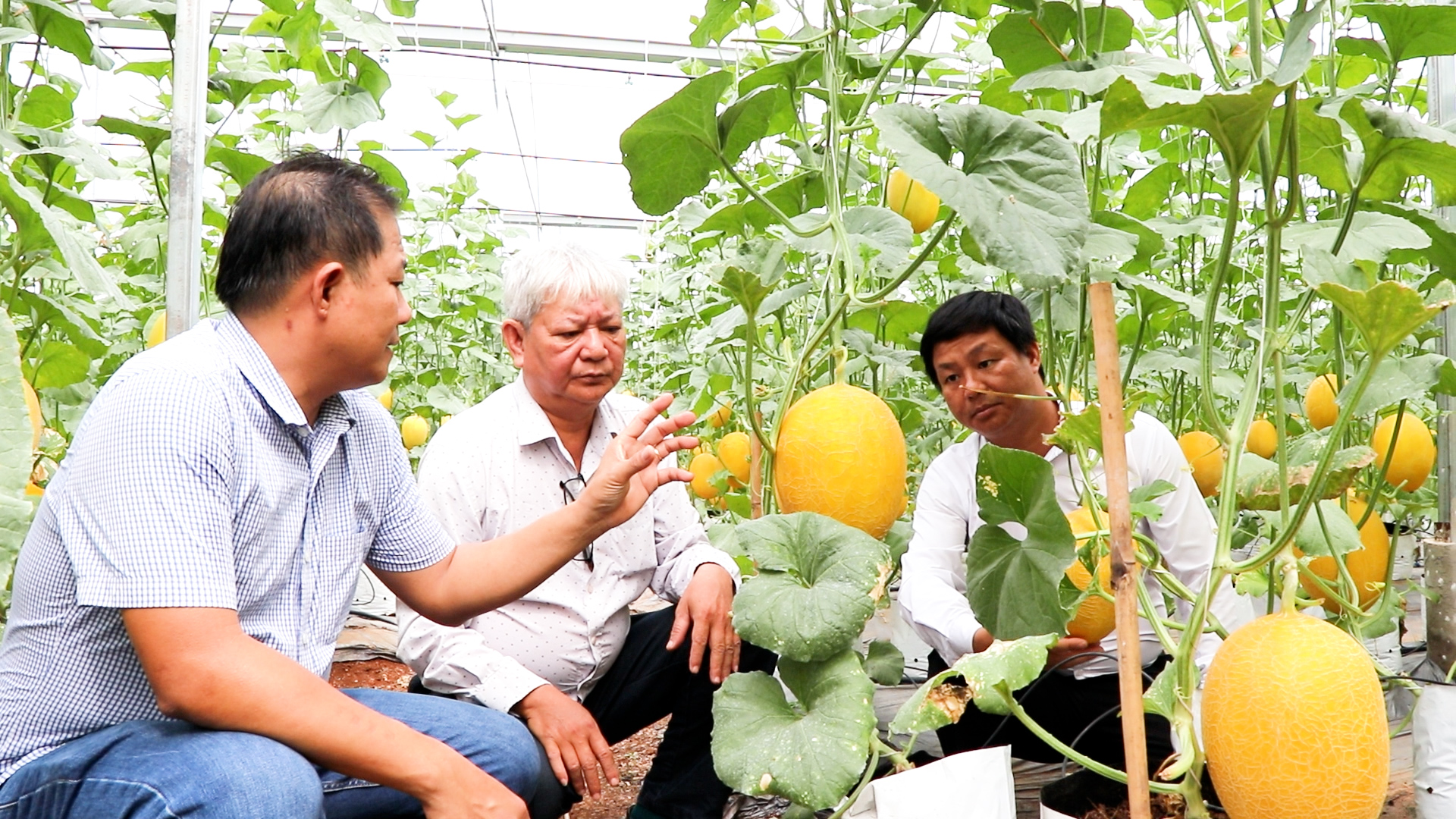 HTX An Farm (xã Xuân Sơn) đang sản xuất hơn 10ha dưa lưới trong nhà màng theo hướng VietGAP.