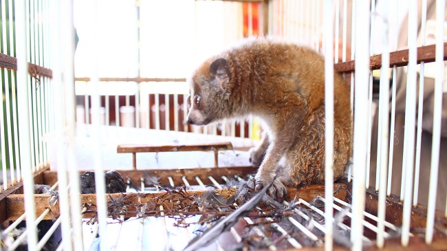 Cá thể Culi được ông Hồ Văn Thơm phát hiện và giao nộp
