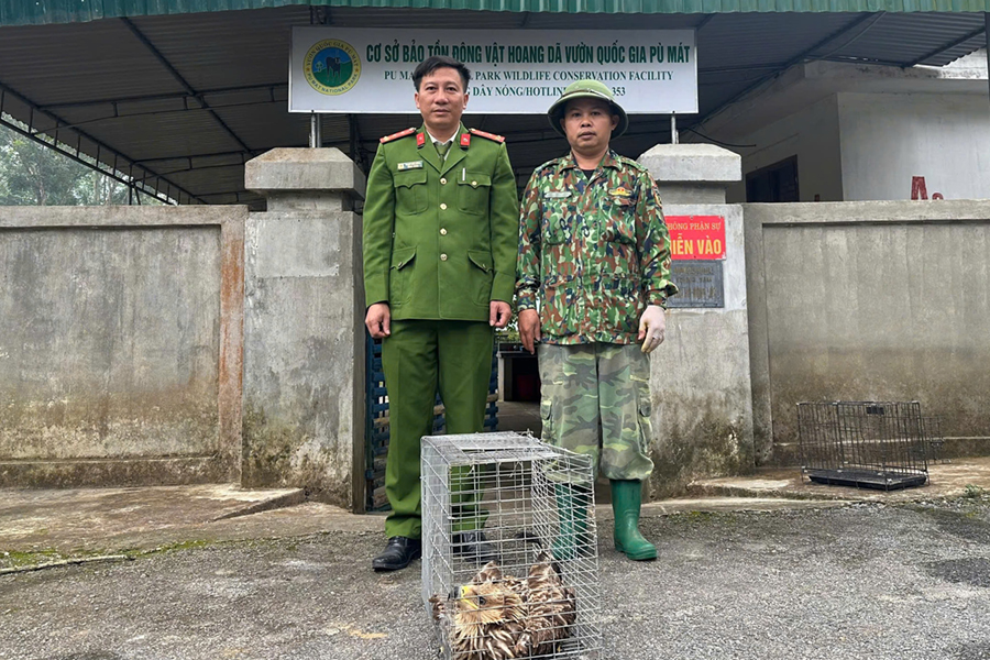 Công an xã Thuần Trung bàn giao cho cá thể chim đại bàng đầu nâu cho Vườn Quốc gia Pù Mát