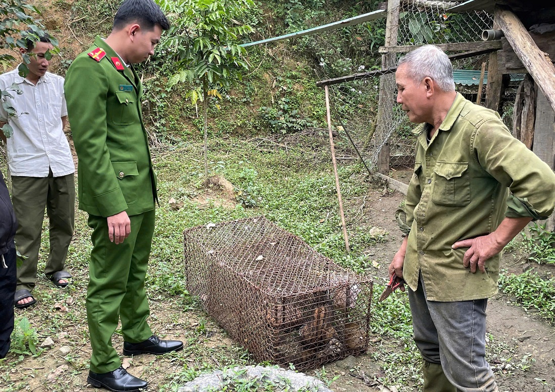 Lực lượng chức năng phát hiện 01 cá thể cầy vòi hương nuôi nhốt tại nhà ông Lương Xuân Hòa