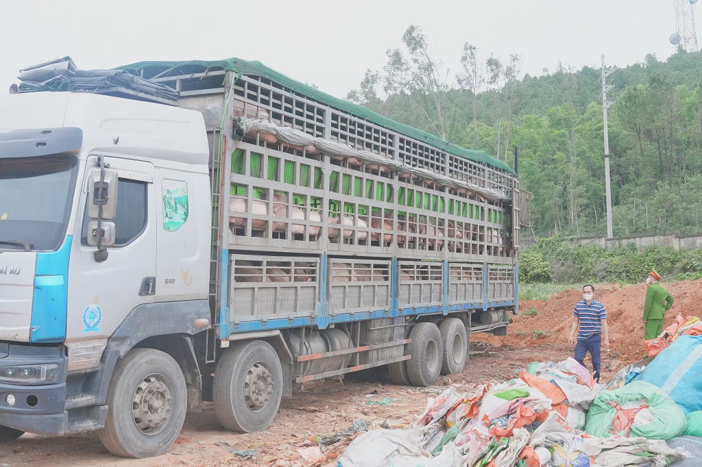 Xe ô tô chở hơn 15 tấn lợn nhiễm dịch tả lợn Châu Phi bị Phòng Cảnh sát kinh tế phối hợp với Phòng Cảnh sát giao thông Công an tỉnh kịp thời phát hiện, ngăn chặn  