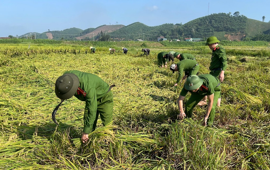 Công an xã trực tiếp xuống đồng hỗ trợ người dân thu hoạch lúa