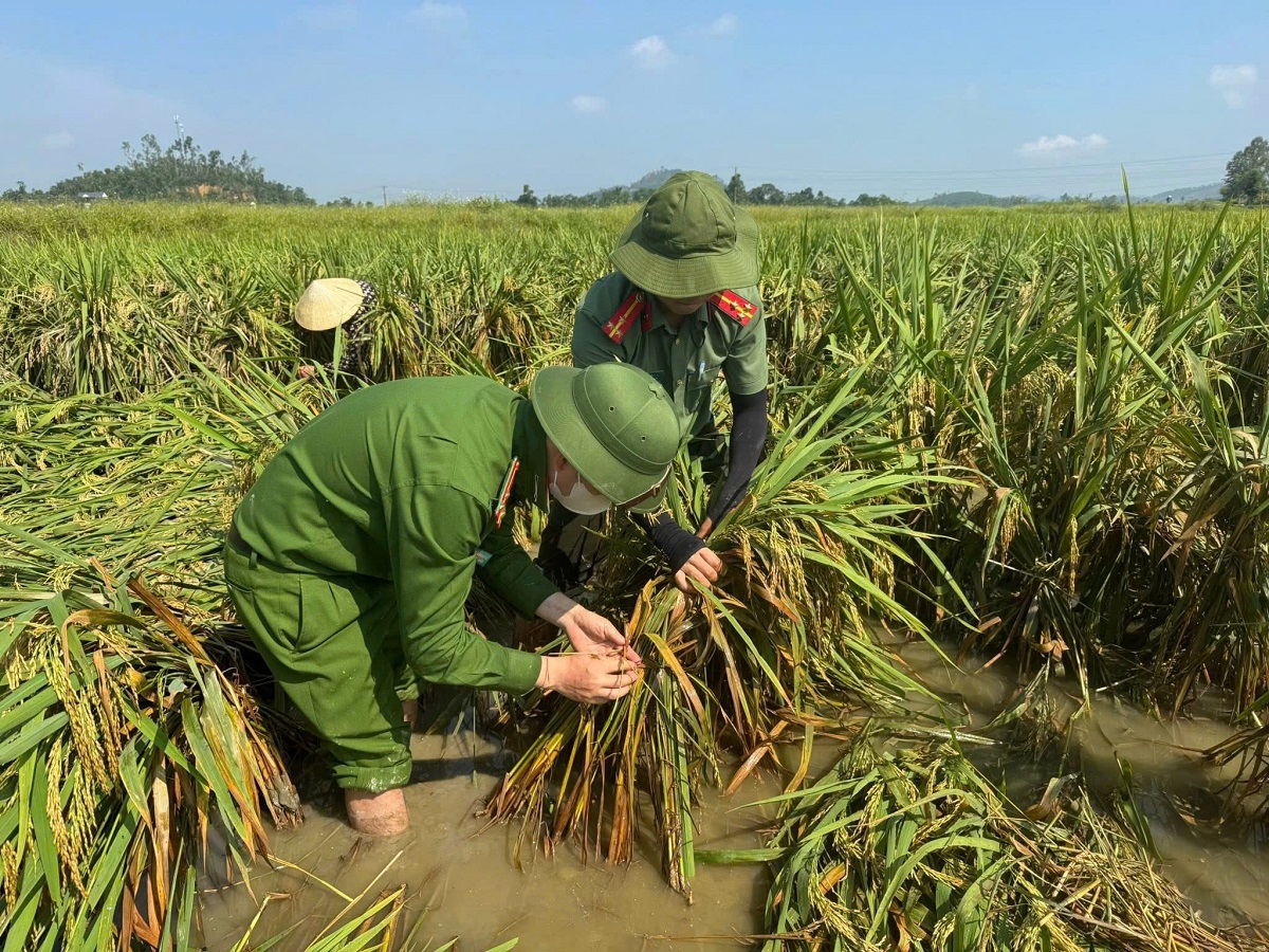 Công an xã hỗ trợ người dân dựng lại diện lúa bị gãy đổ