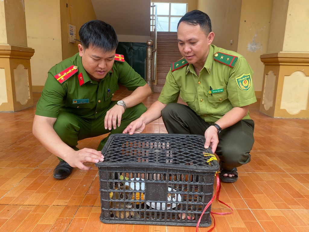 Công an xã bàn giao cá thể Cu li nhỏ Hạt kiểm lâm