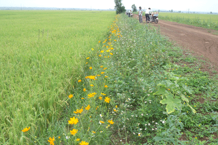 Ruộng lúa bờ hoa thân thiện môi trường