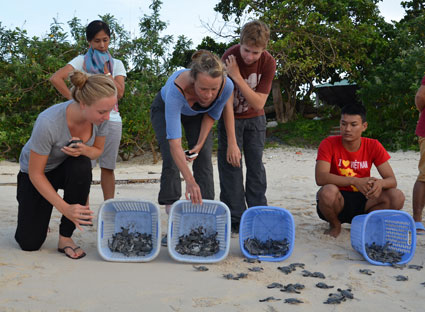 Watching turtles laying eggs all night