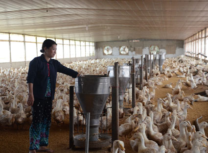 Chăn nuôi vịt theo công nghệ mới tại trang trại chăn nuôi của bà Nguyễn Thị Ngọc Bông, xã Xà Bang (huyện Châu Đức).