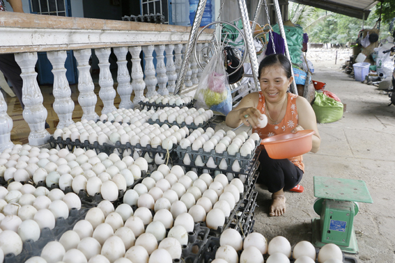 Tham gia mô hình “Tổ tiết kiệm xoay vòng”, chị Nguyễn Thị Lệ Huyền (tổ 3, ấp Láng Dài, xã Láng Dài) có thêm vốn phát triển mô hình nuôi vịt đẻ trứng.