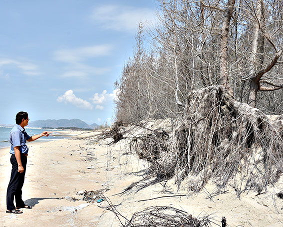 Tại khu cửa biển Lộc An, những hàng dương được trồng trên khu vực cát bồi đã phát triển tốt, nay chết gần hết do bị nước biển xâm thực trở lại.