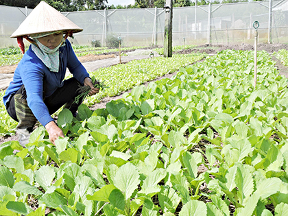 Bà Nguyễn Thị Na (khu phố Láng Sim, TT. Phước Bửu) chăm sóc vườn rau. 