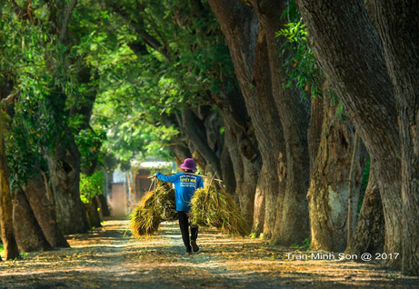 Ngõ nhỏ. Ảnh: TRẦN MINH SƠN