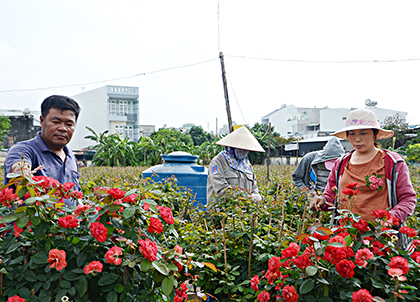 Vợ chồng anh chị Lê Công Hoan, Phạm Thị Tư chăm sóc vườn hoa của gia đình.