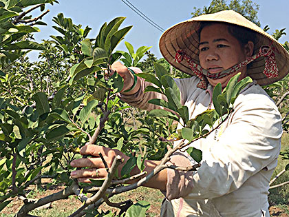 Chương trình đào tạo nghề nông nghiệp đang giúp nông dân thay đổi tư duy, thói quen sản xuất, tiếp cận phương thức sản xuất mới. Trong ảnh: Bà Trần Thị Lệ Hồng (xã Long Tân, huyện Đất Đỏ) chăm sóc vườn mãng cầu. 