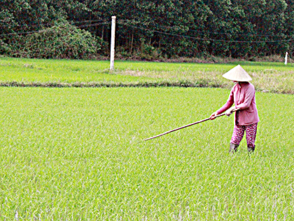 Nông dân xã Láng Dài, huyện Đất Đỏ cấy dặm lúa vụ Đông Xuân.