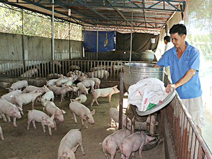 Ông Phan Anh Thuận (ấp Trang Hoàng, xã Bông Trang, huyện Xuyên Mộc) cho heo ăn. Ảnh: minh họa