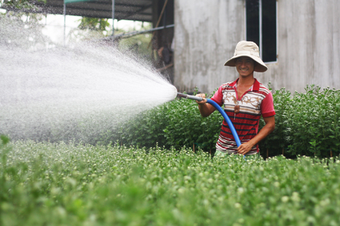 Anh Nguyễn Minh Tâm (khu phố Hải Dinh, phường Kim Dinh) chăm sóc hoa để bán Tết.