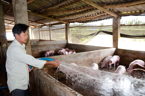 Trang trại chăn nuôi heo của ông Phạm Đình Trưởng, xã Sông Xoài (huyện Tân Thành) đã được cấp giấy chứng nhận an toàn dịch bệnh từ năm 2015. 