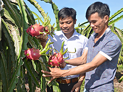 Anh Nguyễn Chu Toàn (phải) hướng dẫn cách phát hiện bệnh dịch trên cây thanh long cho ĐVTN xã Bông Trang (huyện Xuyên Mộc).