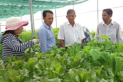 Trồng rau trong nhà kính ứng dụng công nghệ cao của Công ty TNHH Nông sản sạch Sao Mai tại xã Long Mỹ (huyện Đất Đỏ).