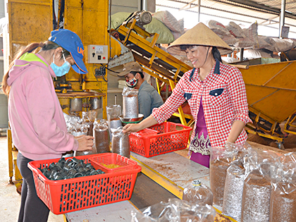 Công đoạn đóng nguyên liệu mùn cưa vào bịch và đóng nắp trước khi đem đi hấp diệt vi khuẩn gây hại tại Trang trại nấm linh chi Ông Tiên (xã Láng Lớn, huyện Châu Đức).