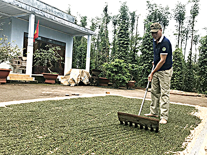 Ông Nghiêm Khắc Tuấn phơi tiêu để chuẩn bị bán cho Công ty Harris Freeman Việt Nam.