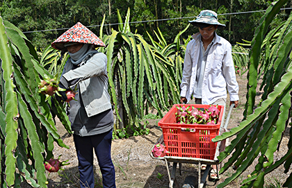 Do chưa có sự liên kết nên sản phẩm nông nghiệp chưa có thị trường tiêu thụ ổn định. Trong ảnh: Thu hoạch thanh long tại xã Bưng Riềng (huyện Xuyên Mộc).  Ảnh: ĐINH HÙNG