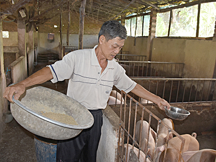 Từ 40 triệu đồng vay của NHCSXH tỉnh, ông Vũ Ngọc Hiện đầu tư chăn nuôi heo và đã thoát nghèo thành công. Ảnh: QUANG VŨ