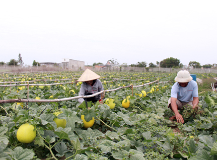 Nông dân xã Phước Thuận, huyện Xuyên Mộc chăm sóc vụ dưa Tết.  