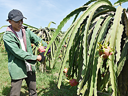 Anh Lê Nguyễn Minh Tiến (ấp 1, xã Bưng Riềng, huyện Xuyên Mộc) chăm sóc thanh long để chuẩn bị thu hoạch vào dịp Tết.